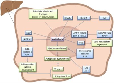 New Insights Into the Role of Autophagy in Liver Surgery in the Setting of Metabolic Syndrome and Related Diseases